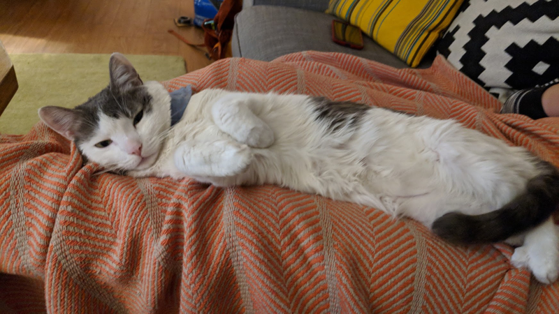 Lap, with blanket. Vercitt: 9./10